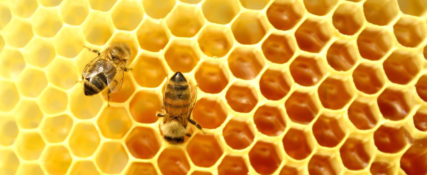 Honeybees and honeycomb. A beautiful and innovative structure created by nature. 